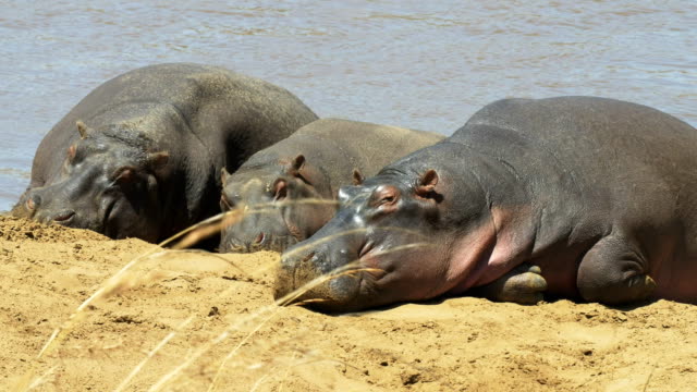 tres-hipopótamos-tomando-el-sol-en-la-orilla-del-río-en-masai-mara,-Kenia