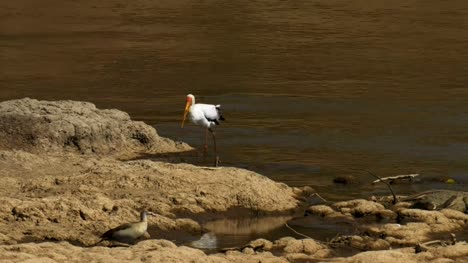 Kamerafahrt-von-einem-gelb-billed-Storch-am-Fluss-Mara,-Kenia