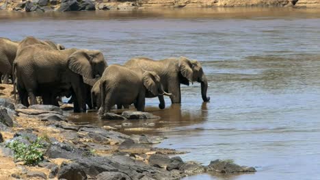 Weitwinkeleinstellung-von-einer-Elefantenherde-trinken-vom-Fluss-Mara-in-Kenia