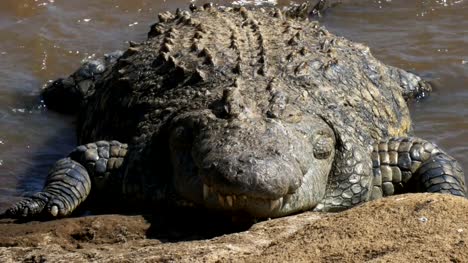 front-on-close-up-of-a-crocodile-on-mara-river-bank,-kenya
