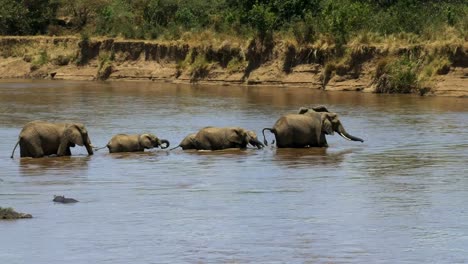 Breite-Schuss-von-einer-Elefantenherde-Überquerung-des-Mara-Flusses-in-Kenia