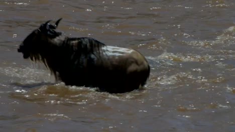 crocodile-attacking-adult-wildebeest-crossing-the-mara-river