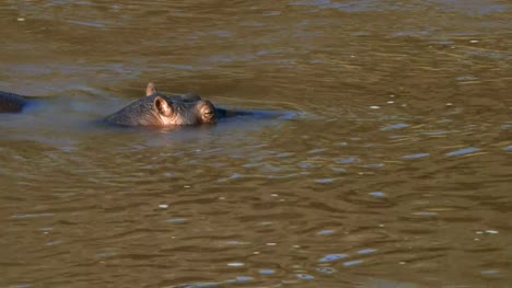cerca-de-un-hipopótamo-en-el-río-mara-en-masai-mara-de-Kenia