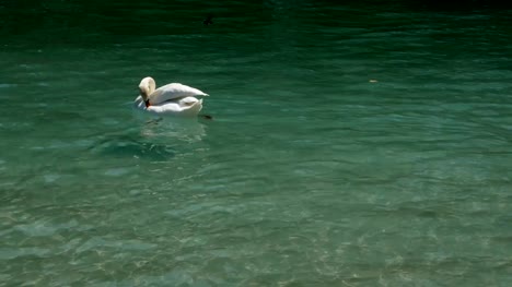 swan-swims-happy-in-Lake-Annecy,-France