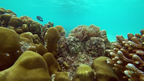 planta-de-anémona-en-coral-en-el-mar-bajo-el-agua,-4k