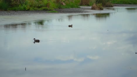 Ducks-swimming-in-the-lake-of-Australia