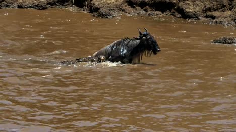 a-wildebeest-struggles-to-free-itself-from-the-jaws-of-a-crocodile