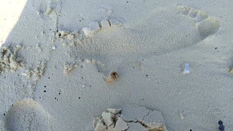 Hermit-crab-runs-on-sand