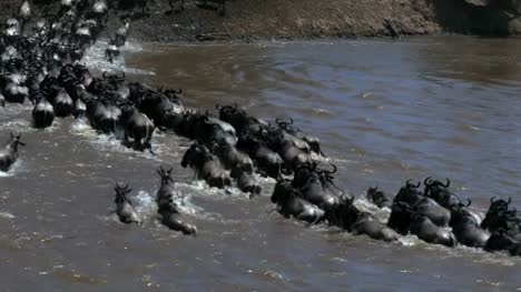 hohen-Rückansicht-einer-GNU-Herde-über-den-Mara-Fluss-in-Kenia