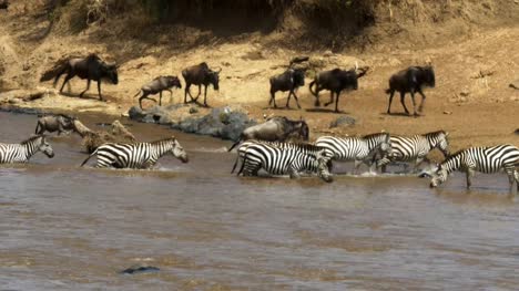 Zebra-Herde-sicher-zu-überqueren-den-Mara-River-in-der-Masai-Mara,-Kenia