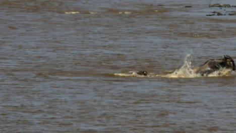 crocodile-attacking-several-gnu-mara-river,-kenya