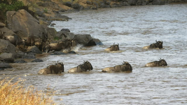 cruzando-el-río-mara-en-su-migración-anual-de-ñus