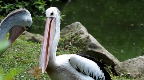 Australische-Pelikane-(Pelecanus-Conspicillatus)-am-Wasser
