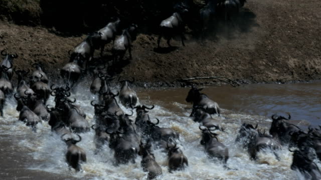 Kamerafahrt-von-gnus,-die-Überquerung-des-Mara-Flusses