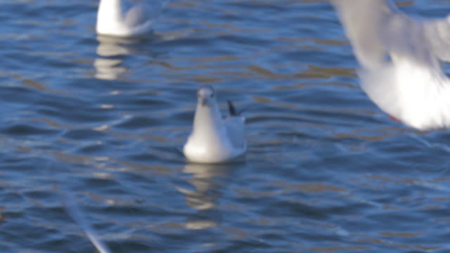 Patos-y-gaviotas-nadando-en-aguas-del-lago