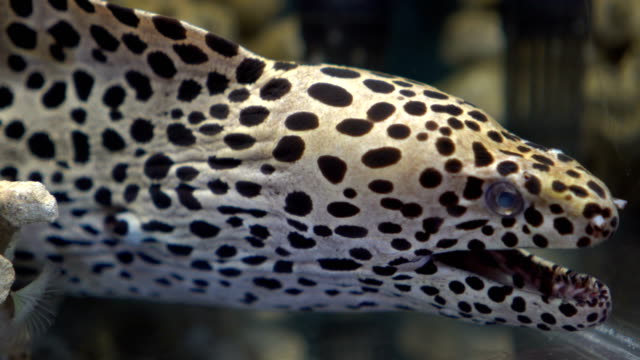 Moray-eel
