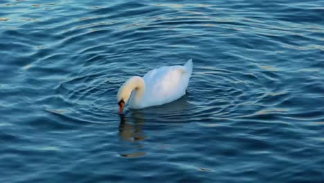 White-swan-floating-along-the-water-surface-of-Zurich-lake,-Switzerland