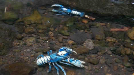 two-lamington-spiny-crays-in-a-mountain-stream-in-queensland