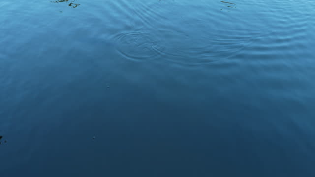 Ein-Karpfen-Schwimmen-im-Teich,-4k
