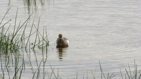 marsh-sandpiper-feeding-in-a-wetland-at-amboseli,-kenya