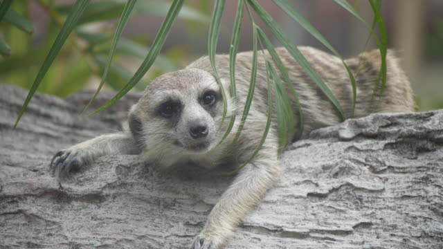Close-up-face-of-one-Meerkat