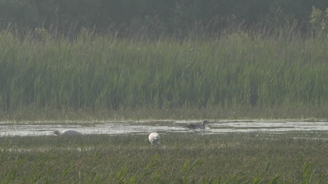 Spoonbills-foraging-in-marsh