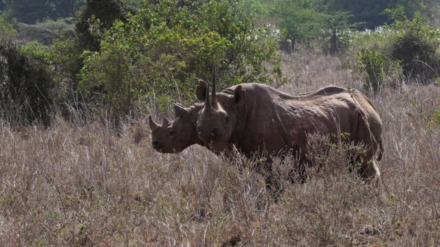 Schwarze-Nashorn,-Diceros-Bicornis,-weiblich-mit-Kalb,-Masai-Mara-Park-in-Kenia,-Real-Time-4K