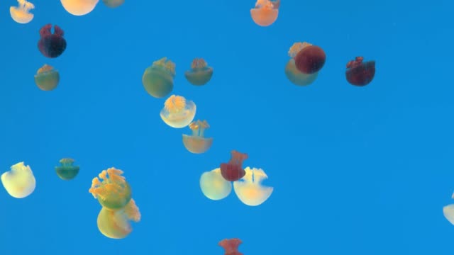 Hermoso-coloridos-medusas-en-el-acuario.-Vida-submarina-en-medusas-de-mar.