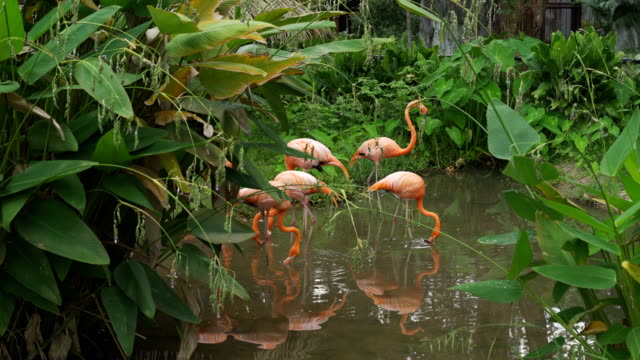 flamingo-or-flamingoes-are-resting-in-pond