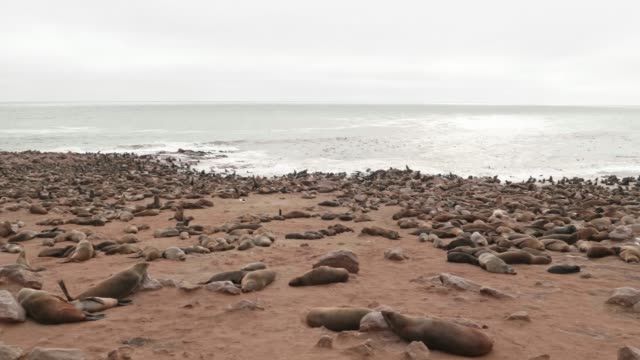 Cape-Cross-Seal-Reserve