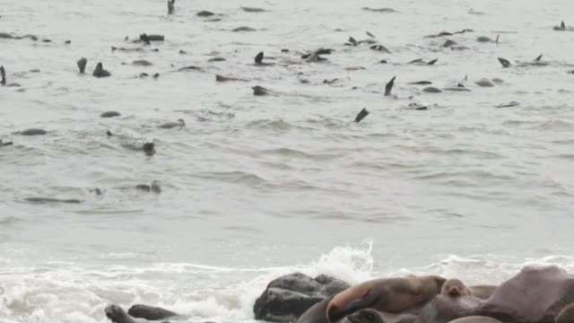 Robben-Schwimmen-am-Cape-Cross-Seal-Reserve
