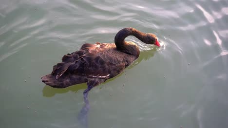 Black-swan-eating-food