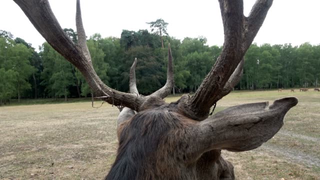 Old-Red-deer-with-large-antlers-looks-after-the-herd,-Cervus-elaphus,-Rothirsch,-4K