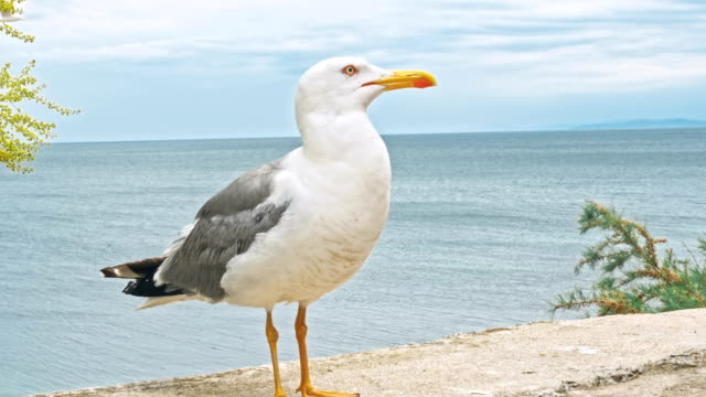 Seagulls-walking-by-the-beach-against-natural-blue-water-background.