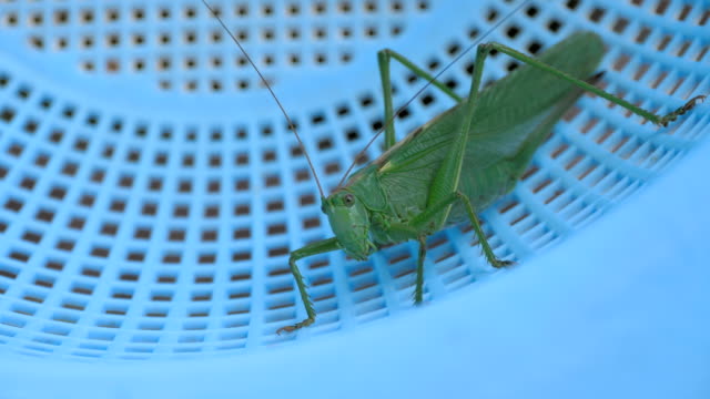Big-green-locust-female