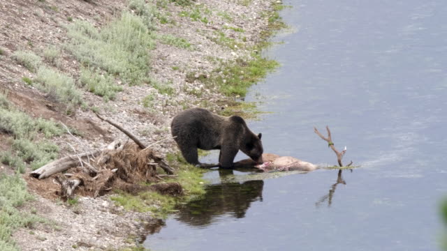 Grizzly-Fütterung-auf-einem-Elch-Kadaver-in-der-Hayden-Valley-von-yellowstone
