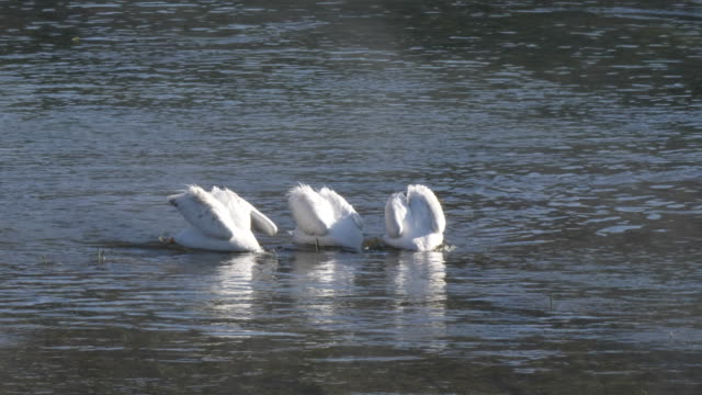 4K-60p-clip-of-american-white-pelicans-feeding-in-the-morning-at-yellowstone