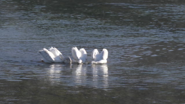Nahaufnahme-von-weiße-Pelikane-füttern-an-einem-nebligen-Morgen-in-yellowstone