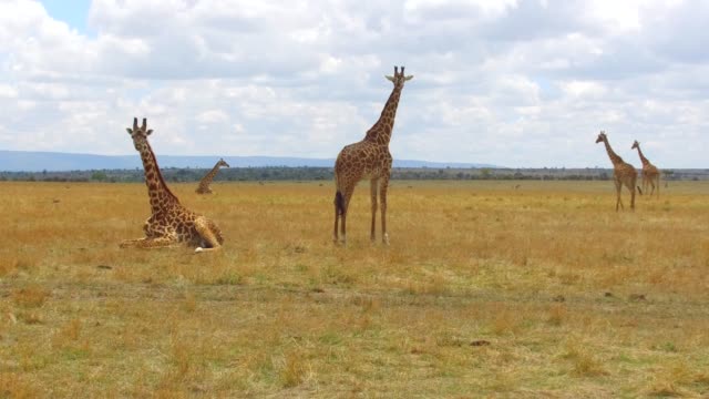 group-of-giraffes-in-savanna-at-africa