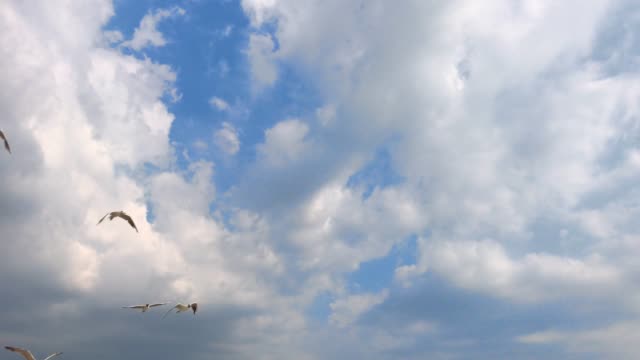 Herde-von-weißen-Möwen-fliegen