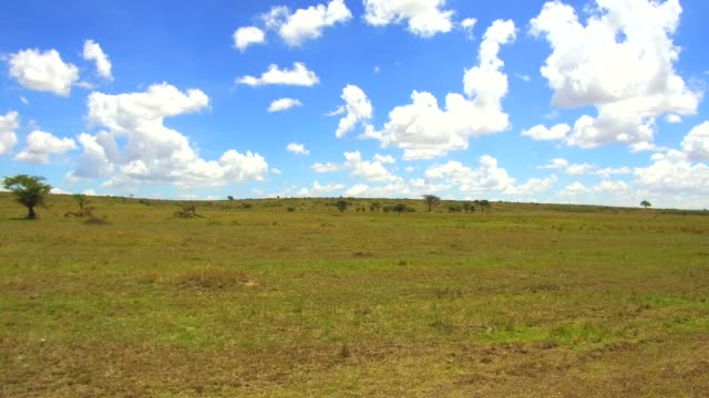 Sabana-de-la-reserva-nacional-de-mara-Masai-en-África