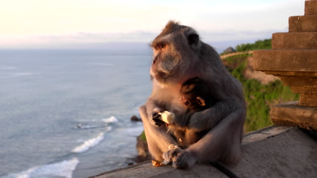 madre-de-macaco-y-el-bebé-en-una-pared-come-una-banana-en-el-templo-de-uluwatu-en-bali