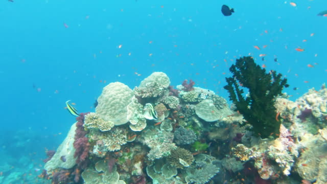 ventilador-verde-coral-Reef-de-arco-iris-en-fiji