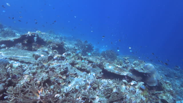 Flachwasser-Clip-von-Korallen-auf-Regenbogen-Riff-in-Fidschi