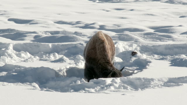 American-Bison-Schnee-schöpfen,-Rasen-zu-finden