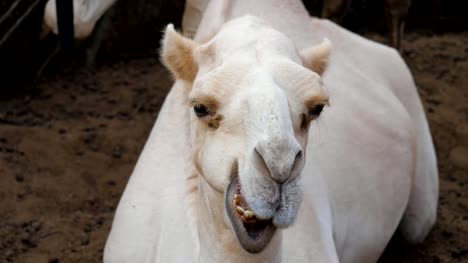 Cerca-de-la-cabeza-de-un-camello-mira-a-la-cámara-y-mastica-divertido
