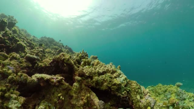 Arrecife-de-coral-y-peces-tropicales