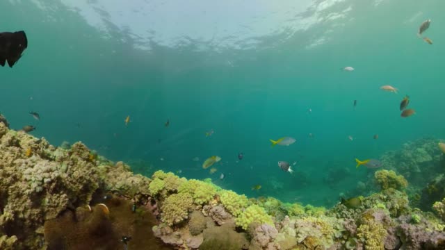 Arrecife-de-coral-y-peces-tropicales