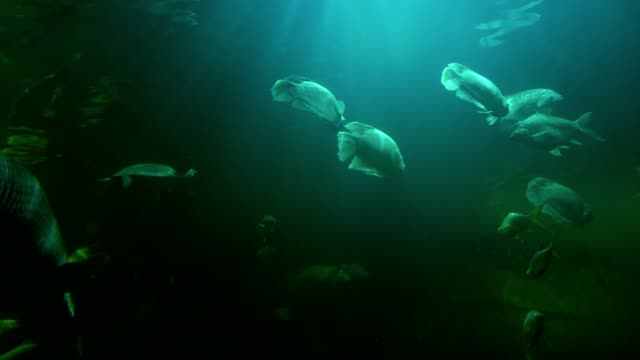 Fische-im-großen-Aquarium-4-K-Auflösung