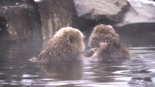 Macaco-japonés-o-nieve-japonés-mono-con-onsen-en-el-parque-de-monos-de-nieve-o-Jigokudani-Yaen-Koen-en-Nagano,-Japón-durante-la-temporada-de-invierno